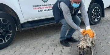 Başkale’de kış sert geçiyor, kar yığınları kamyonlarla ilçe dışına taşınıyor