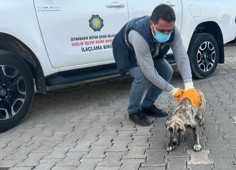 Başkale’de kış sert geçiyor, kar yığınları kamyonlarla ilçe dışına taşınıyor