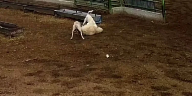 Taksi ile sepetli motosiklet çarpıştı: 2 yaralı