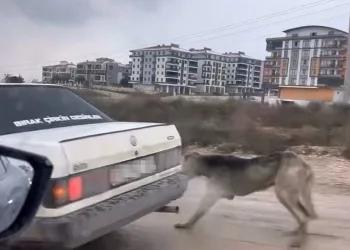 Bursa’da bir şahıs köpeği aracın arkasında sürükledi