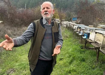 Zirai ilaç yüzünden milyonlarca arısı öldü