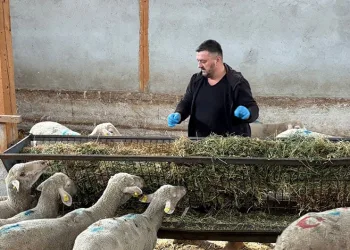 Şap mağduru üreticiler destek bekliyor