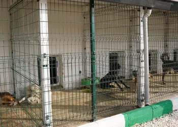 Orhangazi Sokak Hayvanları Rehabilitasyon Merkezi açıldı