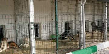Orhangazi Sokak Hayvanları Rehabilitasyon Merkezi açıldı