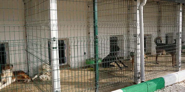 Orhangazi Sokak Hayvanları Rehabilitasyon Merkezi açıldı