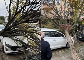 Bursa’da devrilen ağaç korku dolu anlar yaşattı