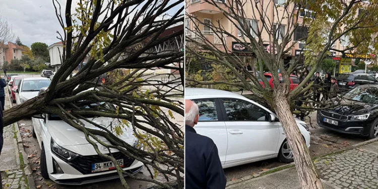 Bursa’da devrilen ağaç korku dolu anlar yaşattı