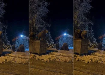 Kış uykusuna yatmayan ayılar böyle görüntülendi