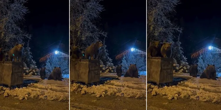 Kış uykusuna yatmayan ayılar böyle görüntülendi