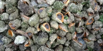 Karadeniz için en büyük iki tehdit