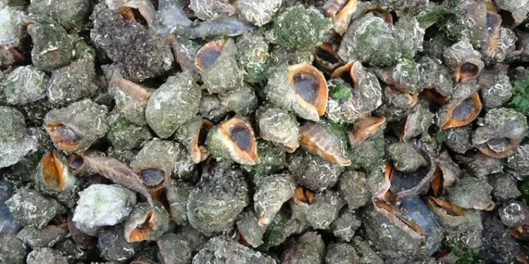 Karadeniz için en büyük iki tehdit
