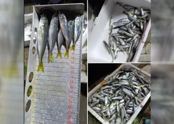 Bursa’da küçük boyda avlanan balıklara el konuldu