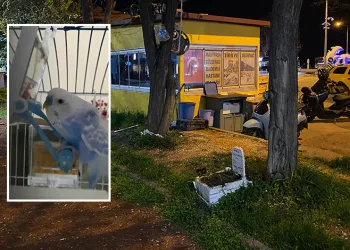 Bursa’da taksiciler ölen muhabbet kuşları için mini mezar yaptılar