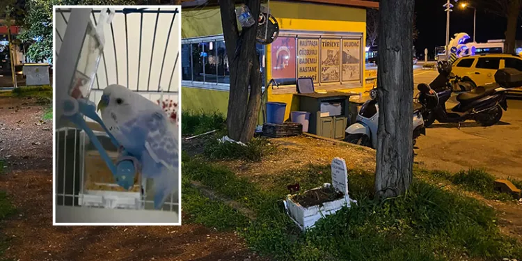 Bursa’da taksiciler ölen muhabbet kuşları için mini mezar yaptılar