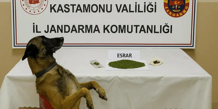 Kastamonu’da uyuşturucu operasyonu: 1 tutuklama