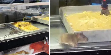 Börek tezgahlarında fare cirit attı