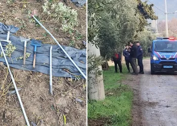 Bursa’da zeytinleri dalından çaldılar