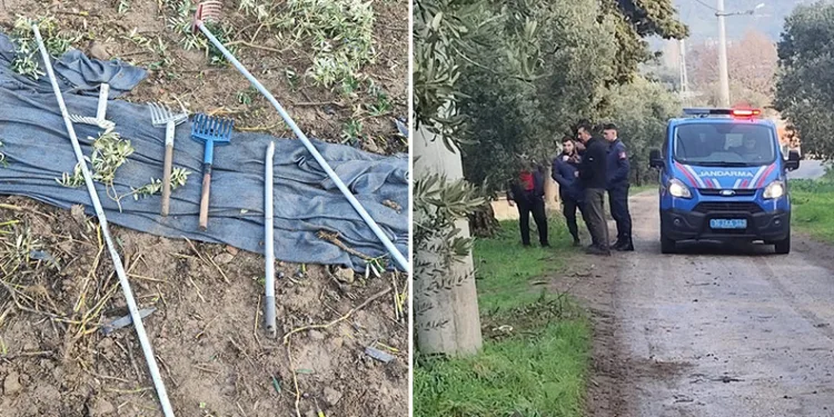 Bursa’da zeytinleri dalından çaldılar