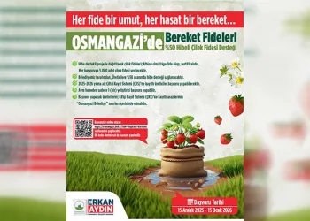 Osmangazi Belediyesi yüzde 50 hibeli çilek fidesi dağıtacak