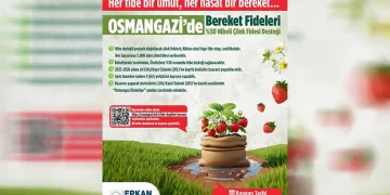 Osmangazi Belediyesi yüzde 50 hibeli çilek fidesi dağıtacak