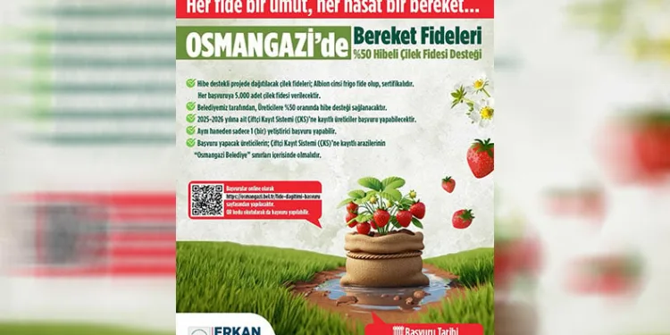 Osmangazi Belediyesi yüzde 50 hibeli çilek fidesi dağıtacak