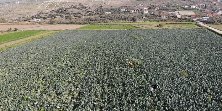 İzmir’in verimli tarım arazilerinde ‘yeşil altın’ hasadı