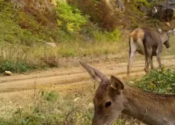 Bursa’nın kızıl geyikleri fotokapana takıldı