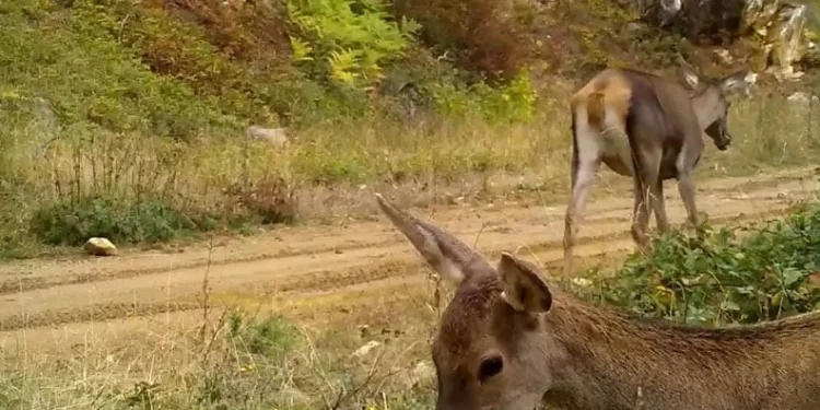 Bursa’nın kızıl geyikleri fotokapana takıldı
