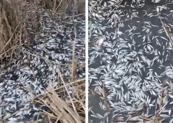 Güneşi gören kardan adam eriyip kaldırımda devrildi
