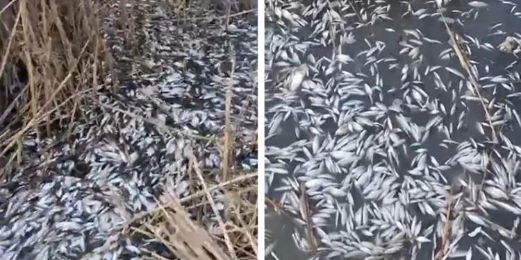 Güneşi gören kardan adam eriyip kaldırımda devrildi