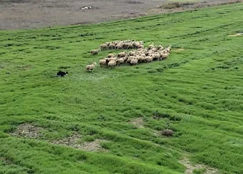 Çobanlara hareketli ve heyecanlı yeni bir yardımcı geliyor