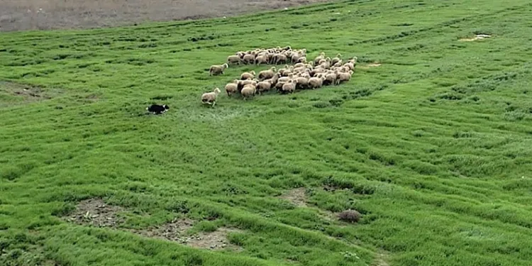 Çobanlara hareketli ve heyecanlı yeni bir yardımcı geliyor