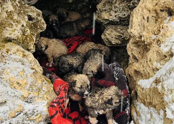 Şırnak’ta 12 köpek yavrusu donmak üzereyken kurtarıldı