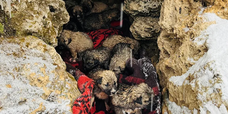 Şırnak’ta 12 köpek yavrusu donmak üzereyken kurtarıldı