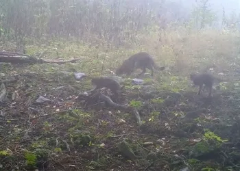 Uludağ’da anne yaban kedisi ve yavruları görüntülendi