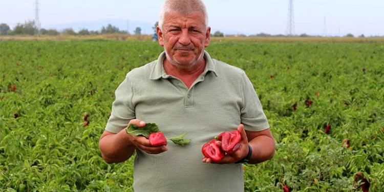 Çiftçilerden çağrı: “Üretim maliyetleri baskılanamaz hale geldi”