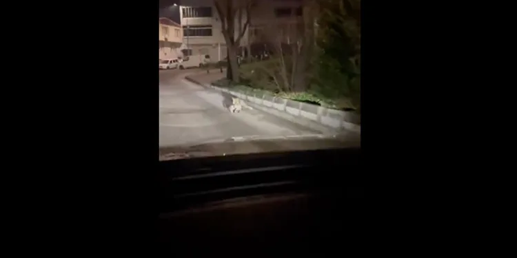 İnegöl’de uyuşturucu operasyonu: 1 tutuklama