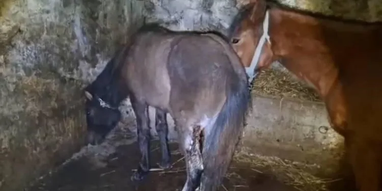 Kütahya’da kaçakçılığa darbe, 3 şüpheli gözaltına alındı