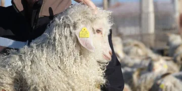 Kütahya’da kaçakçılığa darbe, 3 şüpheli gözaltına alındı