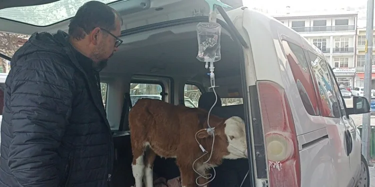 Dumandan zehirlenen 6 günlük buzağıya bagajda acil müdahale