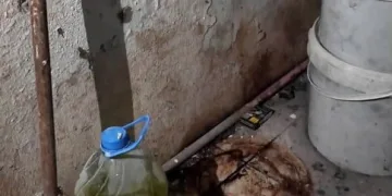 Dumandan zehirlenen 6 günlük buzağıya bagajda acil müdahale