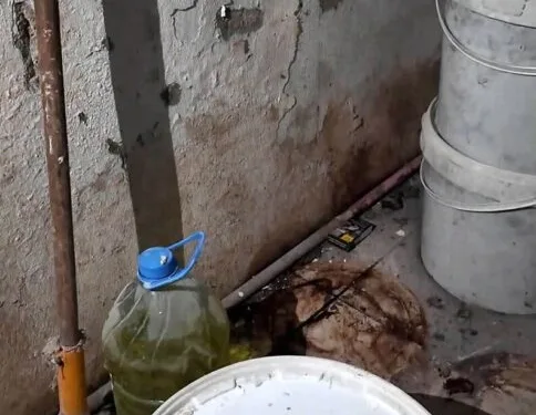 Dumandan zehirlenen 6 günlük buzağıya bagajda acil müdahale