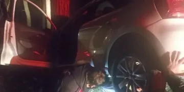 Dumandan zehirlenen 6 günlük buzağıya bagajda acil müdahale