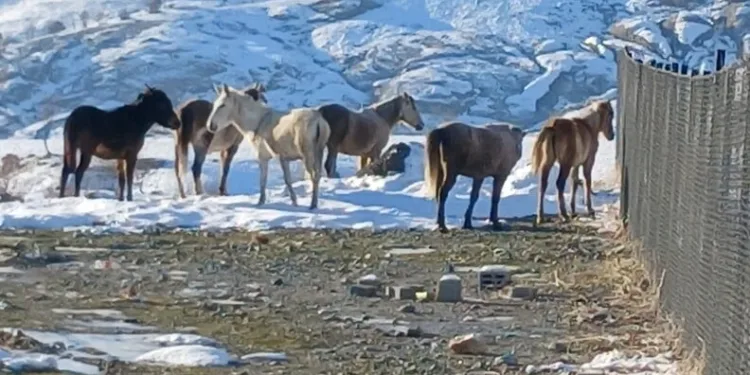Kulp’ta aç kalan yaban atları grup halinde merkeze indi