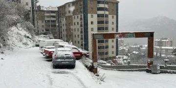 Kulp’ta aç kalan yaban atları grup halinde merkeze indi