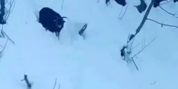Kulp’ta aç kalan yaban atları grup halinde merkeze indi