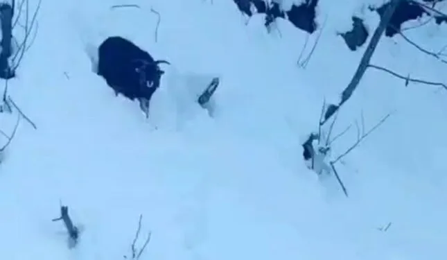 Kulp’ta aç kalan yaban atları grup halinde merkeze indi
