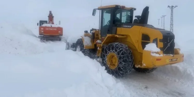 Kulp’ta aç kalan yaban atları grup halinde merkeze indi