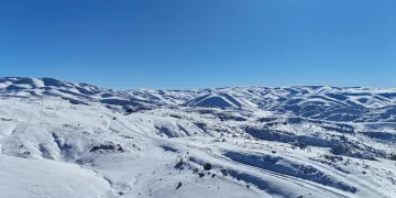 Kulp’ta aç kalan yaban atları grup halinde merkeze indi