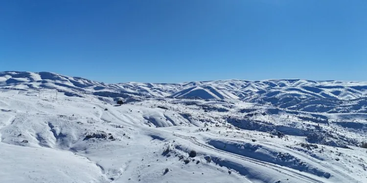 Kulp’ta aç kalan yaban atları grup halinde merkeze indi